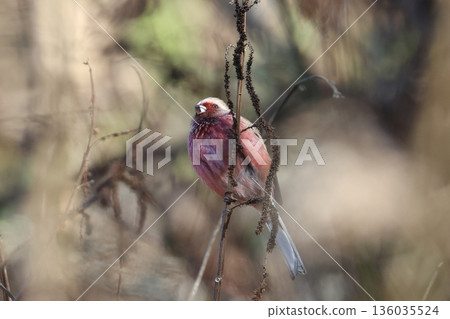 一隻紅雀在冬季造訪林間小路 136035524