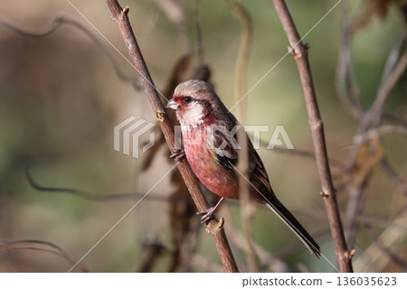 一隻紅雀在冬季造訪林間小路 136035623