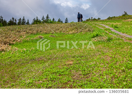 Hikers walking through the marshland near Mt. Nakamon on the Aizu-Komagatake ridgeline in early summer Hikers walking through the marshland near Mt. Nakamon on the Aizu-Komagatake ridgeline in early summer 136035681