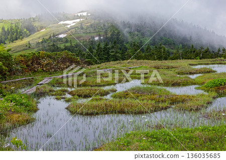 會津駒嶽山脊和中門山附近的夏季沼澤地 136035685
