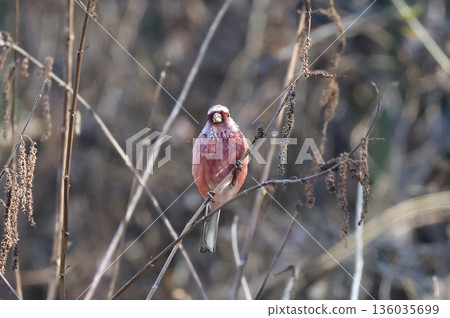 A red finch visiting a forest road in winter 136035699