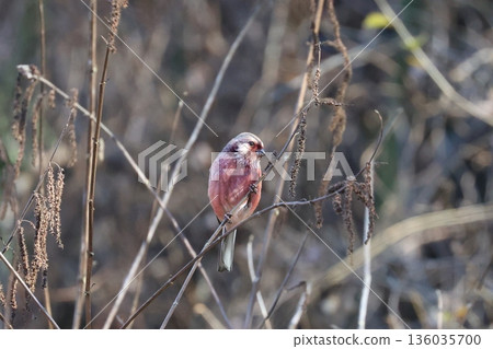 A red finch visiting a forest road in winter 136035700