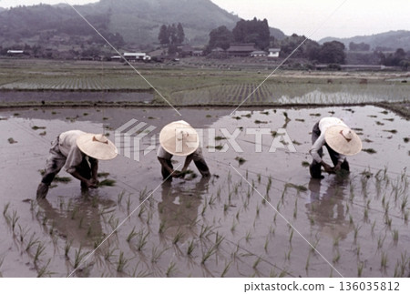 一張攝於1957年的老照片,展示了日本農村地區的水稻種植場景。 一張攝於1957年的老照片,展示了日本農村地區的水稻種植場景。 136035812