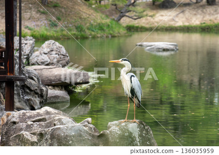 一隻蒼鷺站在池塘的岩石上 136035959
