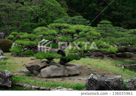 日本花園松樹 日本花園松樹 136035961