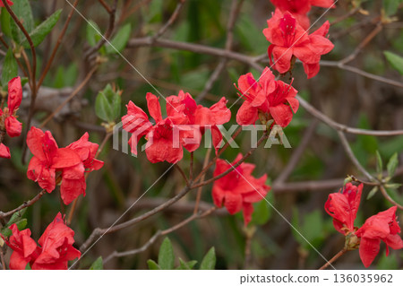 Blooming red azalea Blooming red azalea 136035962