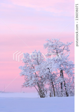 Rural morning in pink sunrise light in the field with trees. 136036071