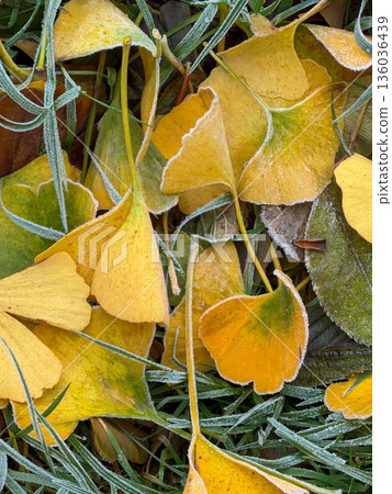 Frosted ginkgo leaves with delicate crystalline patterns Frosted ginkgo leaves with delicate crystalline patterns 136036439