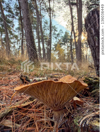 Decomposing mushroom cap uncovered amid forest floor materials and needles 136036449