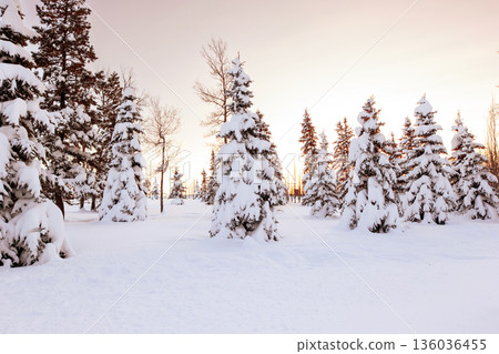 Pink and orange sunset light on snowy trees in winter. 136036455