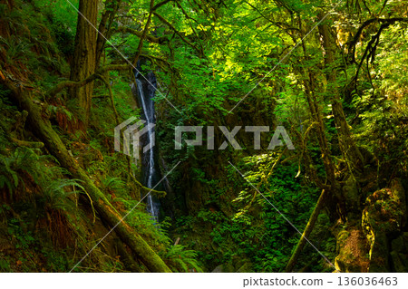 Dramatic nature scene with a waterfall in the rainforest with ferns and moss. 136036463