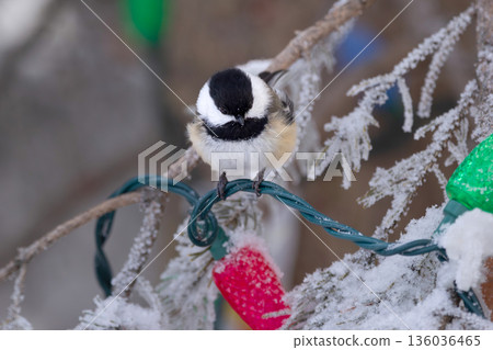 Chickadee sits on the snowy spruce tree with holiday lights. Chickadee sits on the snowy spruce tree with holiday lights. 136036465