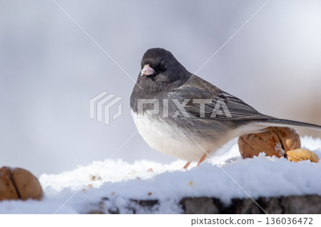 Little Junco is eating seeds on the snowy stump in the woods. 136036472