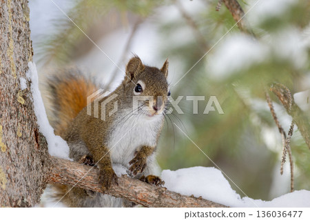 Red squirrel sits on the spruce tree in winter woodland. Red squirrel sits on the spruce tree in winter woodland. 136036477