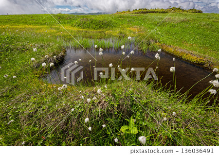 會津駒嶽山脊線和中文岳附近的沼澤地裡，棉草盛開。 136036491