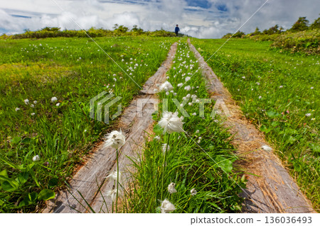 Cotton grass blooms in the marshland near Mt. Nakamon on the Aizu-Komagatake ridge 136036493