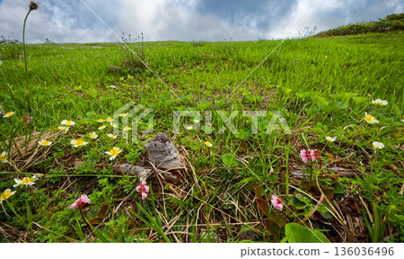 高山植物在會津駒嶽山脊和中文岳附近的濕地中盛開。 高山植物在會津駒嶽山脊和中文岳附近的濕地中盛開。 136036496