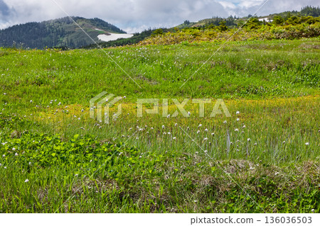 會津駒嶽山脊和中門山附近的夏季沼澤地 會津駒嶽山脊和中門山附近的夏季沼澤地 136036503