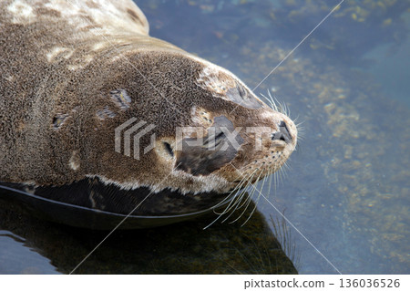 Fluffy brown baby seal is laying on the rock in the sea. Fluffy brown baby seal is laying on the rock in the sea. 136036526