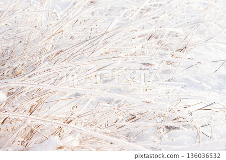 Dry leaned grass in hoarfrost in snowy winter field. Dry leaned grass in hoarfrost in snowy winter field. 136036532