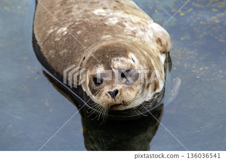 Fluffy brown baby seal is laying on the rock in the sea. Fluffy brown baby seal is laying on the rock in the sea. 136036541