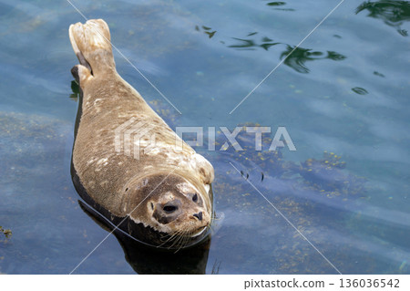 Fluffy brown baby seal is laying on the rock in the sea. Fluffy brown baby seal is laying on the rock in the sea. 136036542