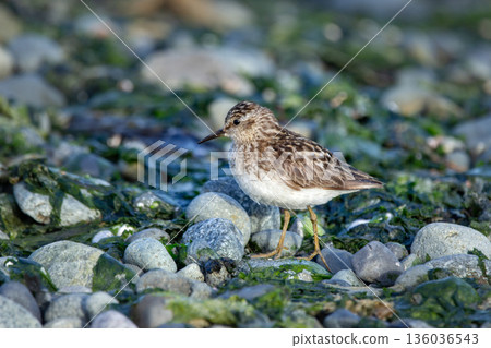 Adult Least sandpiper is walking among rocks on the seashore. Adult Least sandpiper is walking among rocks on the seashore. 136036543