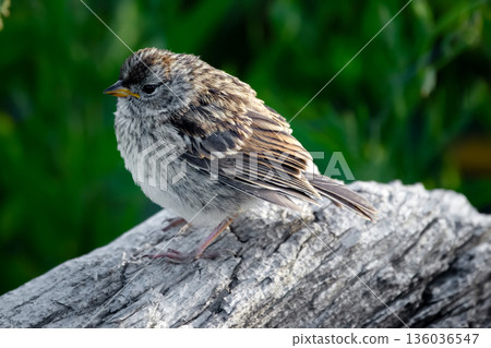 Immature Chipping sparrow sitting on a log in the summer park. Immature Chipping sparrow sitting on a log in the summer park. 136036547