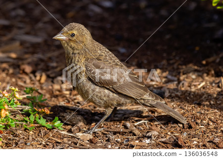 Juvenile Brown-headed cowbird standing on the ground in the garden. Juvenile Brown-headed cowbird standing on the ground in the garden. 136036548