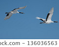丹頂鶴的伴飛 136036563