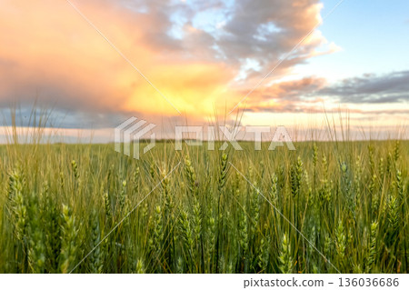 Sunset in prairies, green wheat field and orange sky. 136036686