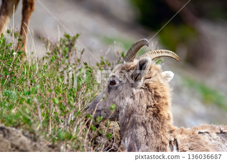 Young Bighorn sheep is eating green leaves in spring. 136036687