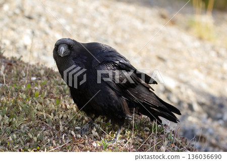 Raven is looking for food on the ground in grass in spring. 136036690