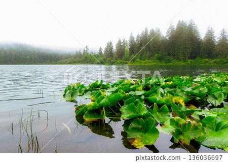 Beautiful nature scene at the misty forest lake with waterlilies Beautiful nature scene at the misty forest lake with waterlilies 136036697