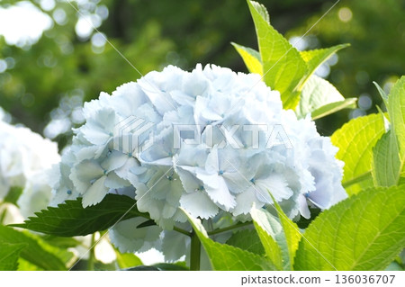 淺藍色繡球花 136036707