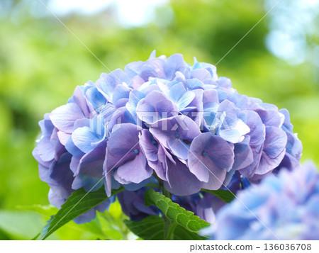 藍色繡球花 136036708