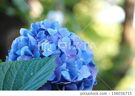藍色繡球花 136036715
