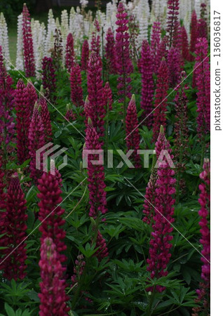 Lupine 2 136036817
