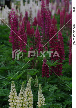 Lupine 1 136036818