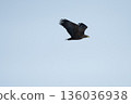 老鷹的飛行 136036938