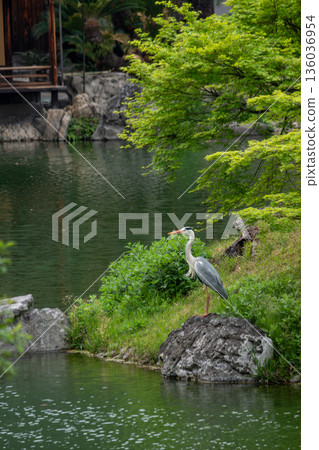 藍Sagi在池塘邊 136036954