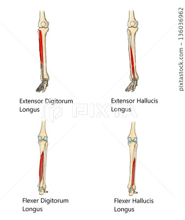 Extrinsic muscles of the toes Extrinsic muscles of the toes 136036962