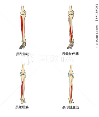 腳趾外在肌 136036963