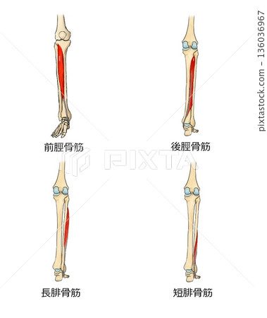 Tibialis and peroneal muscles 136036967
