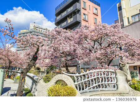 Atami City, Shizuoka Prefecture, Atami Sakura, Itokawa Promenade, Early February 136036976