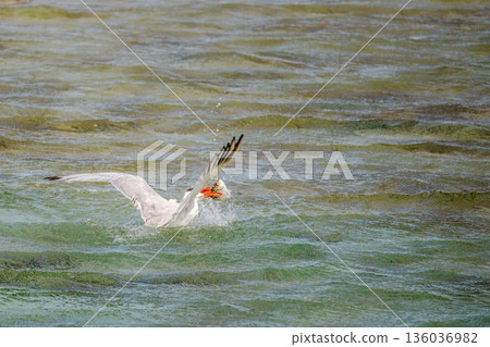 White cheeked tern catching fish on sea surface in Red Sea Egypt, dynamic wildlife action with splashing water, marine bird feeding moment and natural behavior White cheeked tern catching fish on sea surface in Red Sea Egypt, dynamic wildlife action with splashing water, marine bird feeding moment and natural behavior 136036982