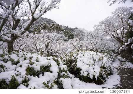 Snow scene at Kanshinji Temple: Snow piled up in the garden Snow scene at Kanshinji Temple: Snow piled up in the garden 136037184
