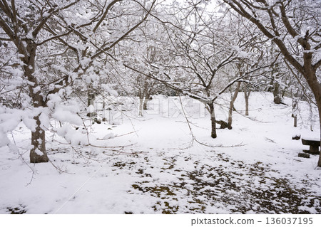 觀音寺的雪景 觀音寺的雪景 136037195