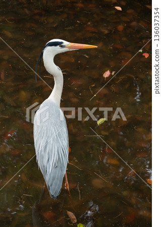 Ao-sashi stands at the water's edge 136037354