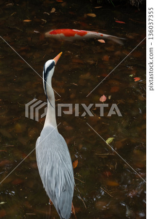 Grey heron and carp in the pond 136037355